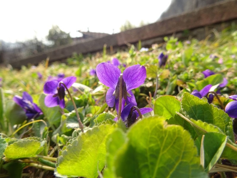 Viola odorata - Violaceae